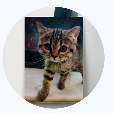 Custom Pet Poster